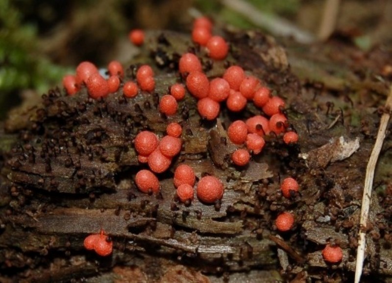 Lycogala epidendron con ospiti